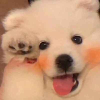🐶萌化啦！超可爱的小狗头像来袭  动物头像 第1张