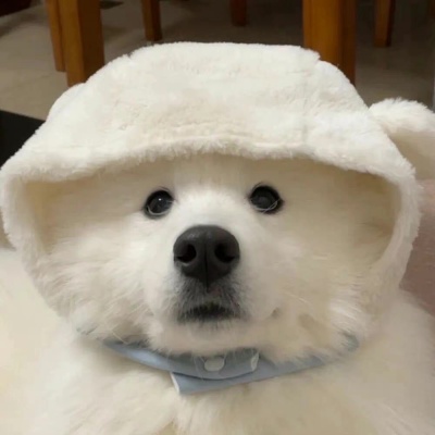🐶萌化啦！超可爱的小狗头像来袭  动物头像 第4张