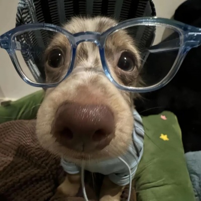 🐕高级感拉满的可爱小狗热恋情头来啦! 情侣头像 第3张 🐕高级感拉满的可爱小狗热恋情头来啦! 情侣头像 第3张