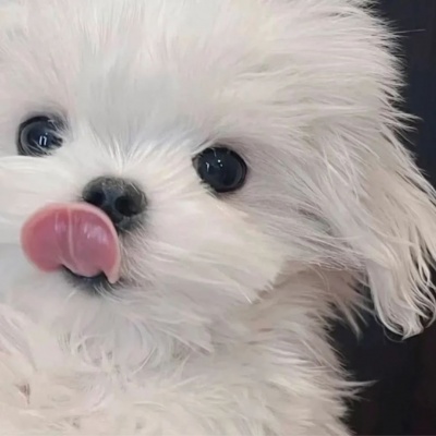 🐶萌化啦！超可爱的小狗头像来袭  动物头像 第2张
