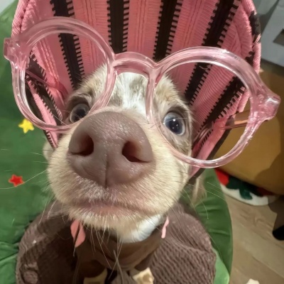 🐕高级感拉满的可爱小狗热恋情头来啦! 情侣头像 第4张 🐕高级感拉满的可爱小狗热恋情头来啦! 情侣头像 第4张