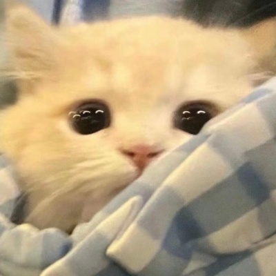🐱超萌！可爱小猫头像精选 动物头像 第4张