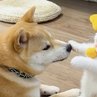🐾萌翻啦！可爱小狗和小猫的动物情头推荐 情侣头像 第4张