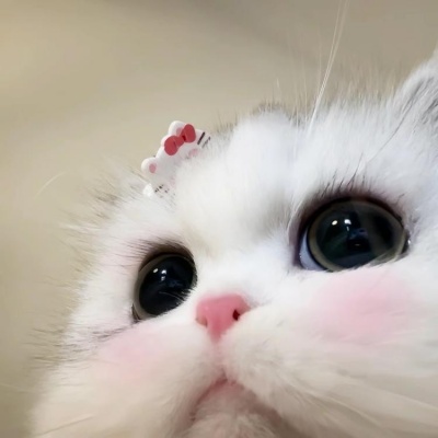🐱2025超火的微信小猫头像，萌翻啦 动物头像 第4张