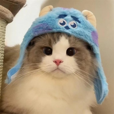 🐱2025超火的微信小猫头像，萌翻啦 动物头像 第3张
