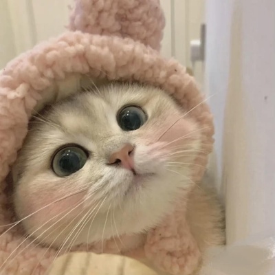 🐱2025超火的微信小猫头像，萌翻啦