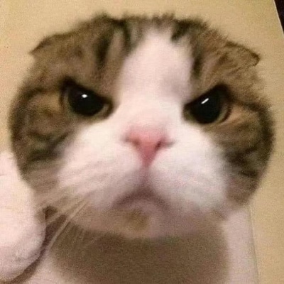 🐱2025超火的微信小猫头像，萌翻啦 动物头像 第6张