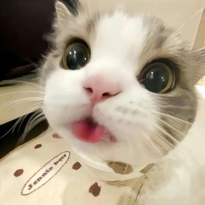 🐱2025超火的微信小猫头像，萌翻啦 动物头像 第5张