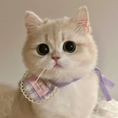 🐱2025超火的微信小猫头像，萌翻啦 动物头像 第2张
