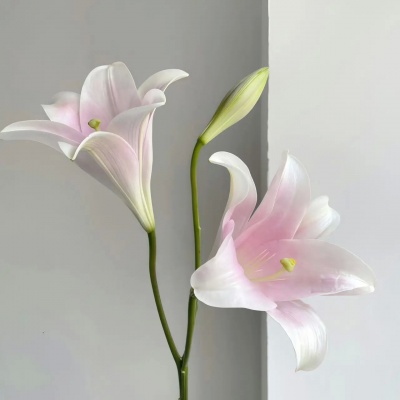 唯美气质百合花氛围女生头像+背景图 女生头像 第2张 唯美气质百合花氛围女生头像+背景图 女生头像 第2张