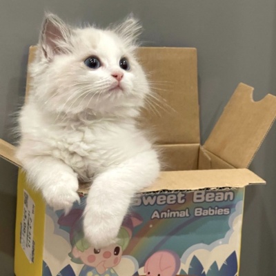 治愈系可爱猫咪情侣头像｜猫咪互动款，传递情侣间的甜蜜氛围 情侣头像 第1张