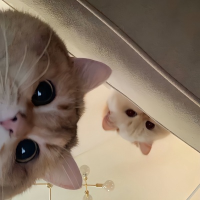 可爱搞怪猫咪一对两张情头 情侣头像 第2张