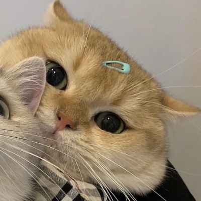 治愈系可爱猫咪情侣头像｜猫咪互动款，传递情侣间的甜蜜氛围 情侣头像 第9张