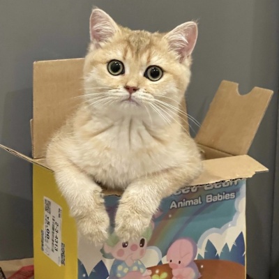 治愈系可爱猫咪情侣头像｜猫咪互动款，传递情侣间的甜蜜氛围 情侣头像 第2张