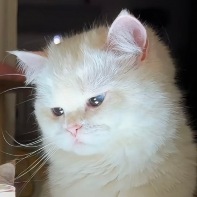 不撞款可爱猫咪情头 情侣头像 第1张 不撞款可爱猫咪情头 情侣头像 第1张