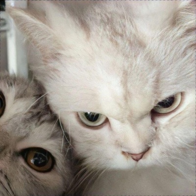 可爱搞怪猫咪一对两张情头 情侣头像 第3张