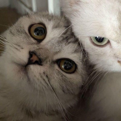 可爱搞怪猫咪一对两张情头 情侣头像 第4张