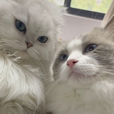 治愈系可爱猫咪情侣头像｜猫咪互动款，传递情侣间的甜蜜氛围 情侣头像 第3张