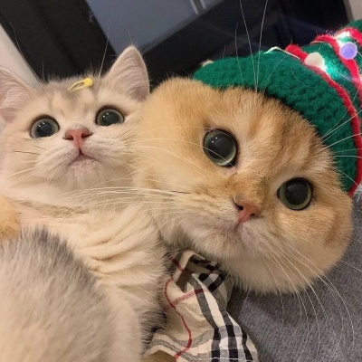 治愈系可爱猫咪情侣头像｜猫咪互动款，传递情侣间的甜蜜氛围 情侣头像 第6张