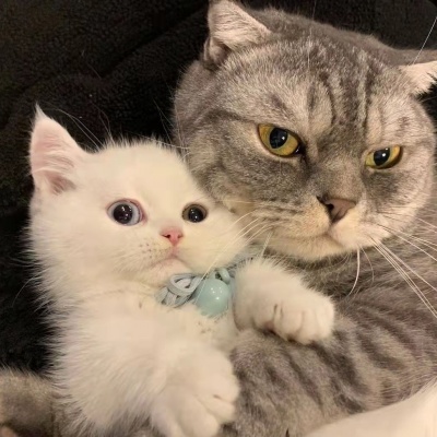 治愈系可爱猫咪情侣头像｜猫咪互动款，传递情侣间的甜蜜氛围 情侣头像 第8张