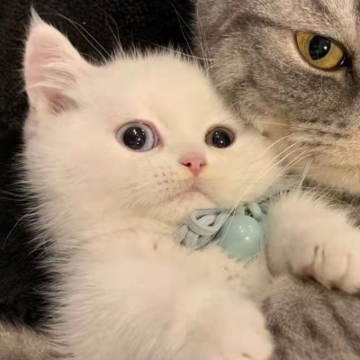 治愈系可爱猫咪情侣头像｜猫咪互动款，传递情侣间的甜蜜氛围 情侣头像 第7张