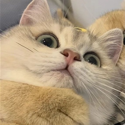 治愈系可爱猫咪情侣头像｜猫咪互动款，传递情侣间的甜蜜氛围 情侣头像 第10张