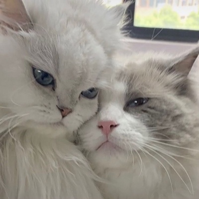 治愈系可爱猫咪情侣头像｜猫咪互动款，传递情侣间的甜蜜氛围 情侣头像 第4张