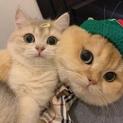 治愈系可爱猫咪情侣头像｜猫咪互动款，传递情侣间的甜蜜氛围 情侣头像 第5张