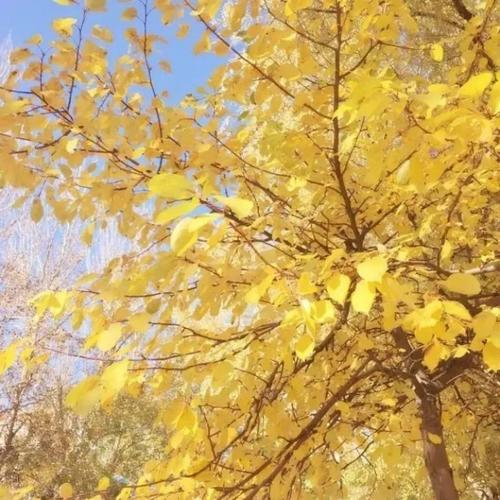宝藏！长期不换耐看干净头像图片分享 其它头像 第78张