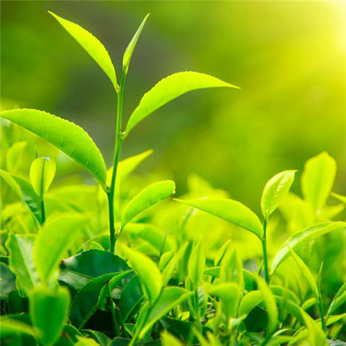 给人一种阳光的头像图片推荐，让你瞬间点亮社交圈 其它头像 第14张