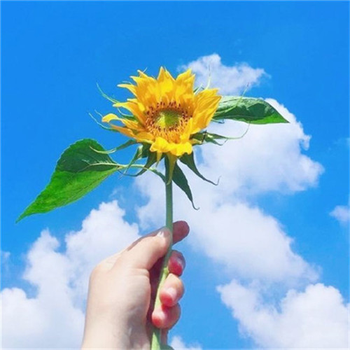 给人一种阳光的头像图片推荐，让你瞬间点亮社交圈 其它头像 第98张
