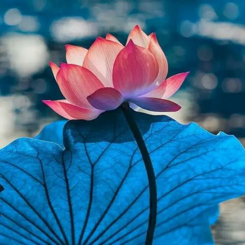 超治愈小众高级氛围感头像图片合集，被这组头像拿捏住了 其它头像 第98张