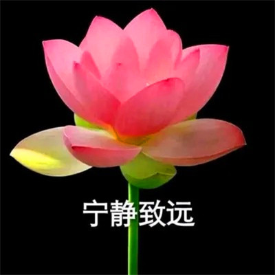 高级又沙雕的头像，简直不要太好玩 其它头像 第14张