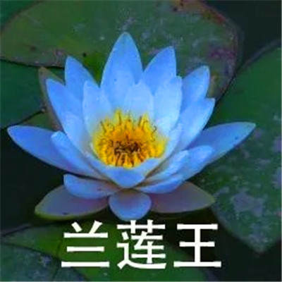 高级又沙雕的头像，简直不要太好玩 其它头像 第10张