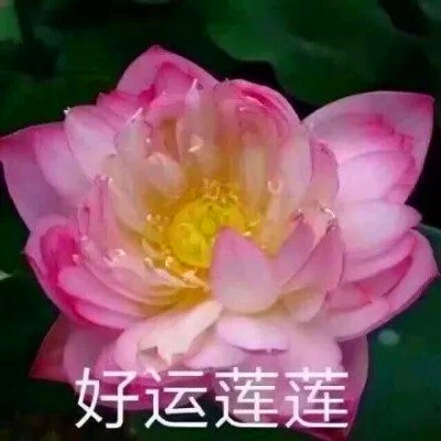 高级又沙雕的头像，简直不要太好玩 其它头像 第9张