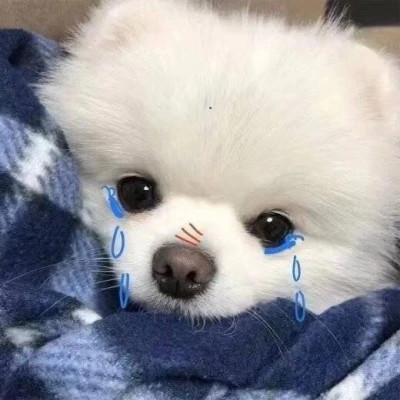 超萌小动物头像来袭，萌化你的心！ 动物头像 第17张