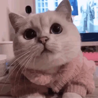 萌化啦！超可爱小动物头像图片推荐 动物头像 第18张