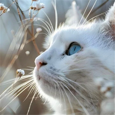 100张超萌猫猫头像图片大集合！萌到心都化啦 动物头像 第12张