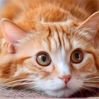 100张超萌猫猫头像图片大集合！萌到心都化啦 动物头像 第11张