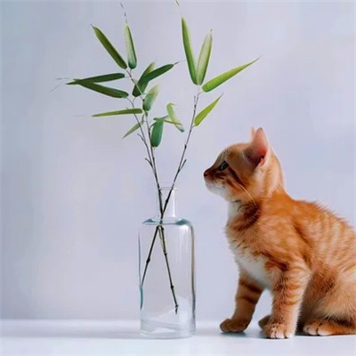 100张超萌猫猫头像图片大集合！萌到心都化啦 动物头像 第7张