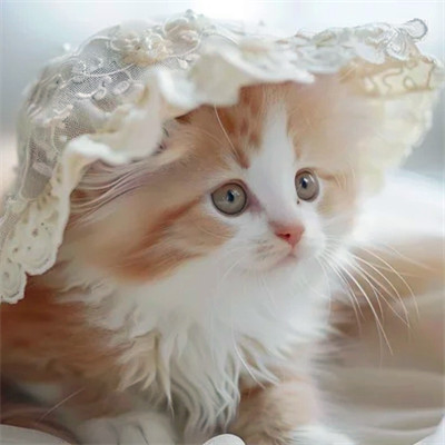 100张超萌猫猫头像图片大集合！萌到心都化啦 动物头像 第15张