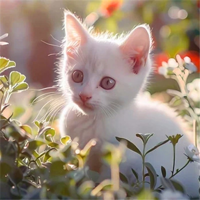 100张超萌猫猫头像图片大集合！萌到心都化啦 动物头像 第4张