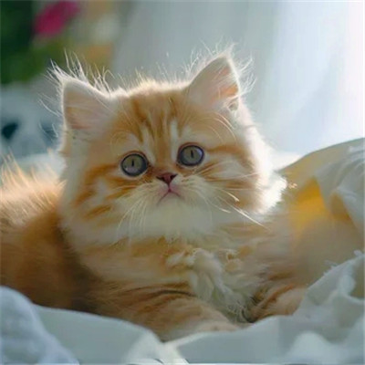 100张超萌猫猫头像图片大集合！萌到心都化啦 动物头像 第13张