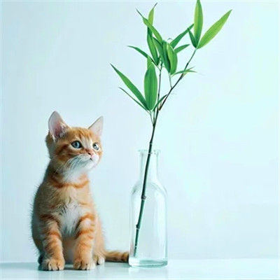 100张超萌猫猫头像图片大集合！萌到心都化啦 动物头像 第9张