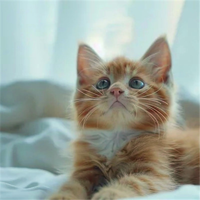 100张超萌猫猫头像图片大集合！萌到心都化啦 动物头像 第6张