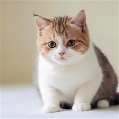 100张超萌猫猫头像图片大集合！萌到心都化啦 动物头像 第16张