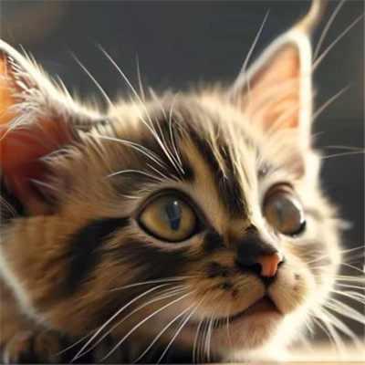 100张超萌猫猫头像图片大集合！萌到心都化啦 动物头像 第17张