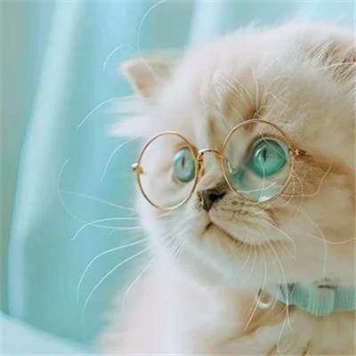100张超萌猫猫头像图片大集合！萌到心都化啦 动物头像 第26张