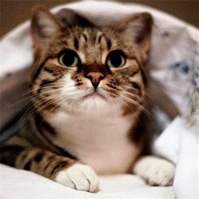 100张超萌猫猫头像图片大集合！萌到心都化啦 动物头像 第20张