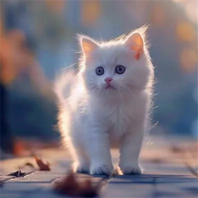 100张超萌猫猫头像图片大集合！萌到心都化啦 动物头像 第30张
